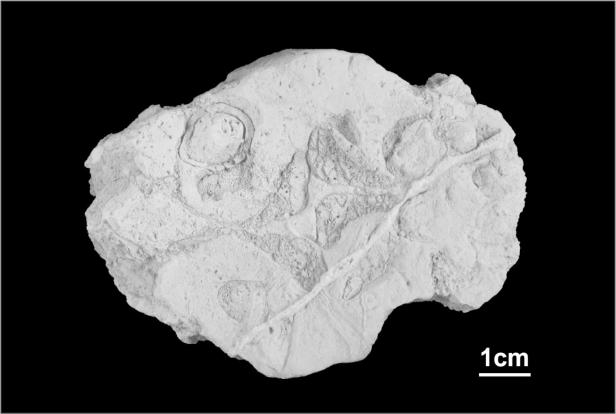 Paläontologen fanden jüngste Fischsaurier Österreichs