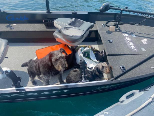Mann stürzte in Attersee: Motorboot kreiste mit Hunden an Bord führerlos auf Wasser