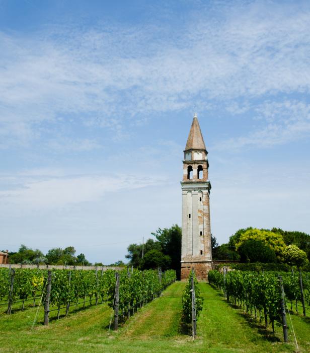 Ein Weinberg mit einem alten Glockenturm im Hintergrund.