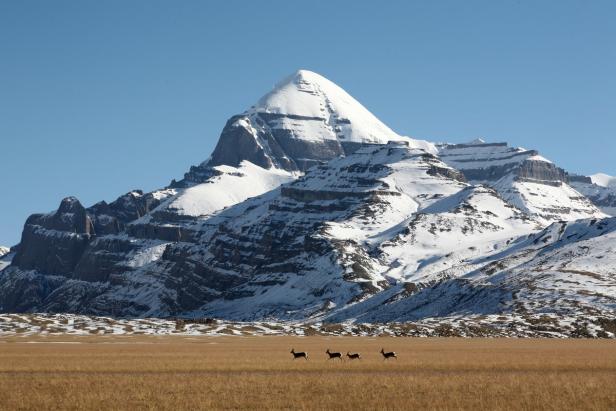 Vier Antilopen laufen vor einer schneebedeckten Bergkette entlang.