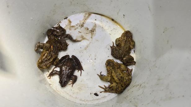 Mehr als tausend Amphibien in Wien gerettet