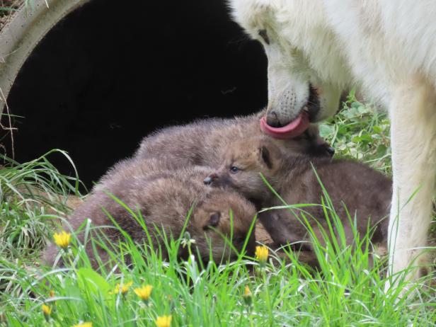 Heulender Nachwuchs in der Steiermark: vier Polarwolf-Welpen in Herberstein