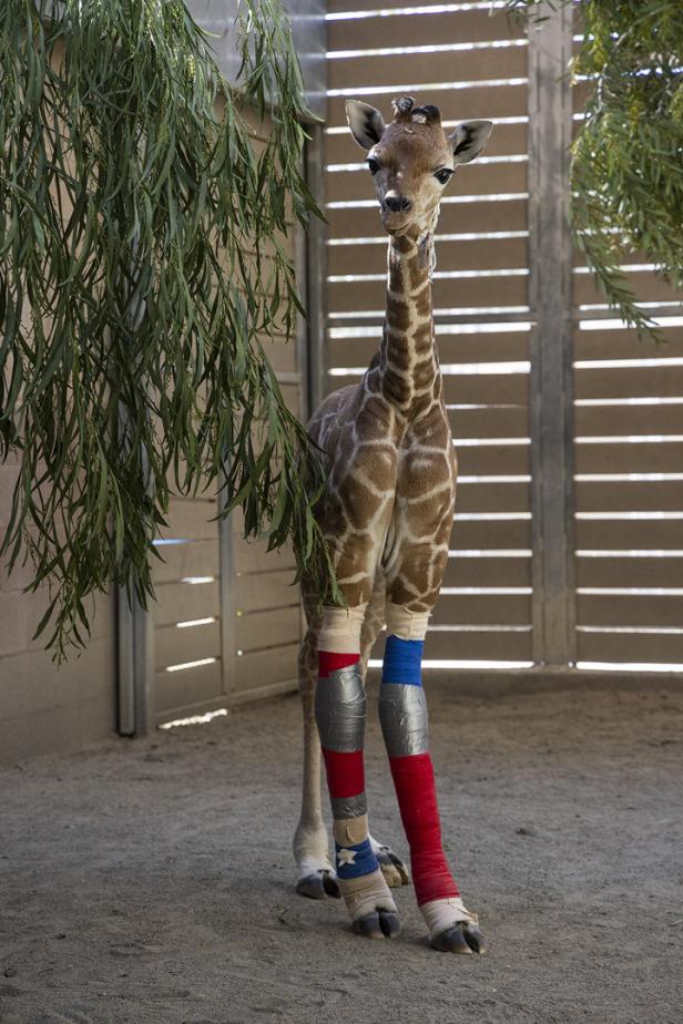 Humanmediziner rettet Giraffe und weint vor Rührung