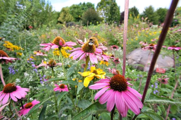 Eine Hummel sitzt auf einer rosafarbenen Blüte in einem bunten Blumenfeld.