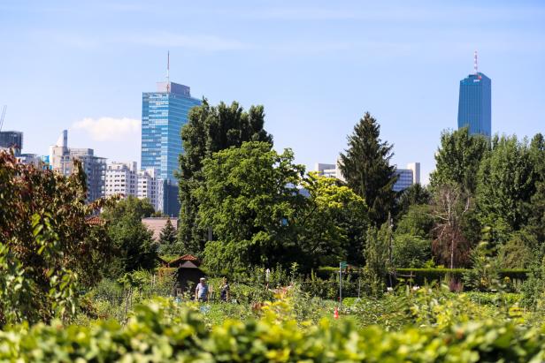 Blick über einen Schrebergarten auf die Skyline von Wien mit dem DC Tower.