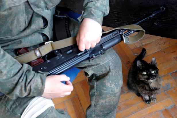 Ukraine: Katzen als Symbol des Widerstandswillens