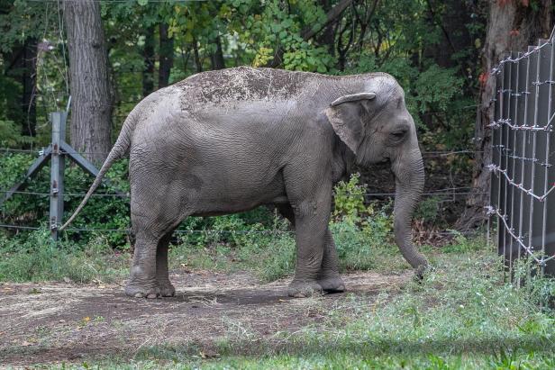 Hat ein Elefant Anspruch auf Menschenrechte? Brisantes Verfahren in New York