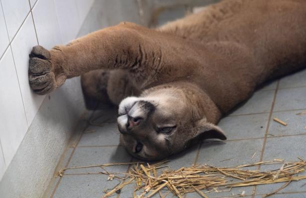 Puma aus illegaler Haltung bekommt neue Partnerin im Zoo