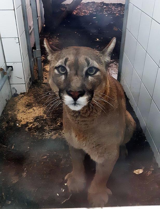 Puma Pele im Tierpark Herberstein eingetroffen