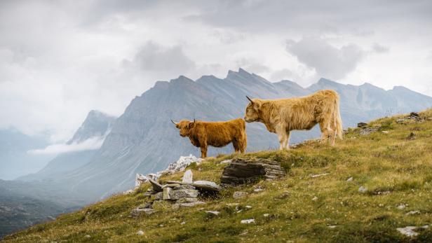 Zwei Highland-Rinder stehen auf einer Bergwiese.