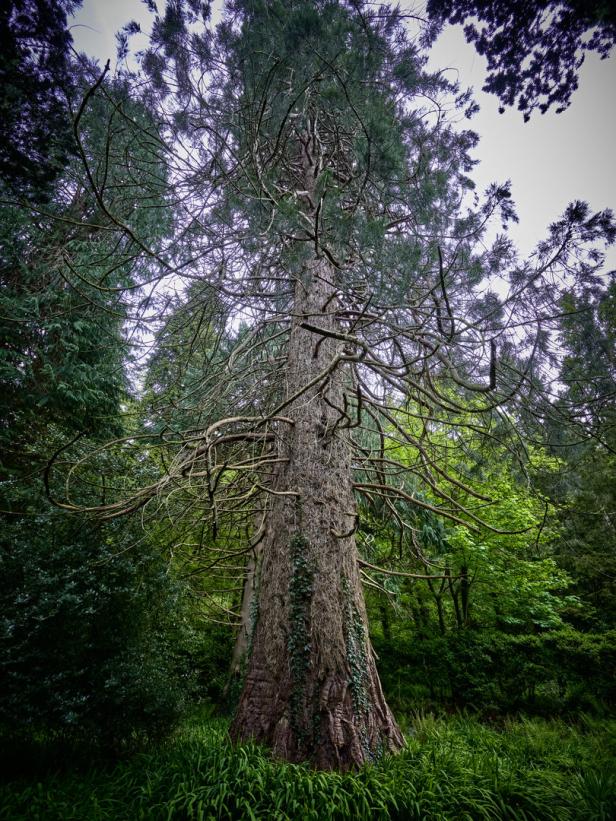 Ein hoher Baum mit dicken Ästen steht in einem grünen Wald.