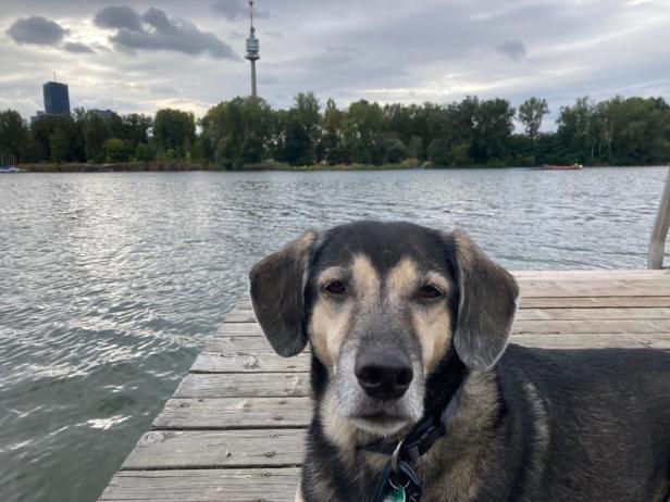 Ein Hund sitzt auf einem Holzsteg an einem See, im Hintergrund der Donauturm in Wien.
