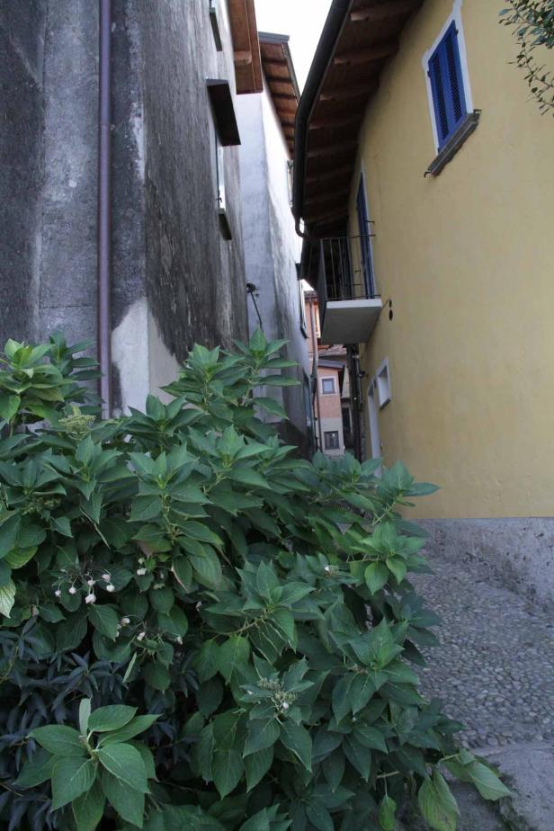 Eine enge Gasse zwischen zwei Häusern mit einem blühenden Busch im Vordergrund.
