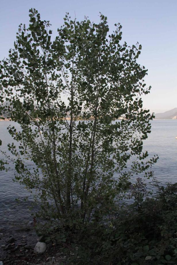 Ein Baum mit grünen Blättern steht am Ufer eines Sees.