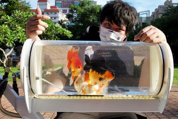 Mann aus Taiwan fährt seine Goldfische regelmäßig im Buggy spazieren