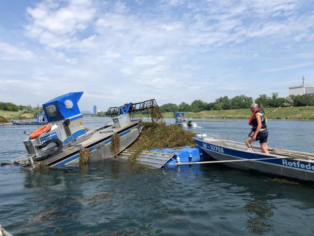 Makrophyten-Plage in der Neuen Donau: Kampf dem Krausen Laichkraut