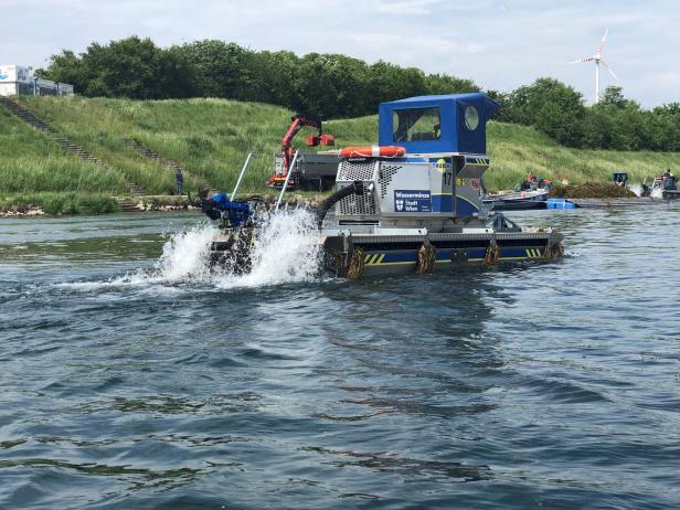 Makrophyten-Plage in der Neuen Donau: Kampf dem Krausen Laichkraut