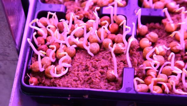 Vertikaler Vitamincocktail: Diese Erbsen wachsen ohne Sonnenlicht