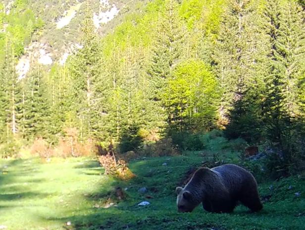 Tirol: Bär trabte Radfahrern auf Forstweg entgegen