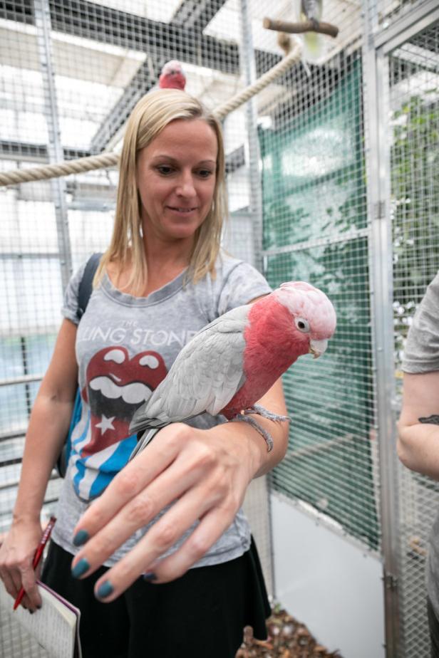 Ein Besuch im Papageien-Tierheim: Ein Käfig voller toller Narren