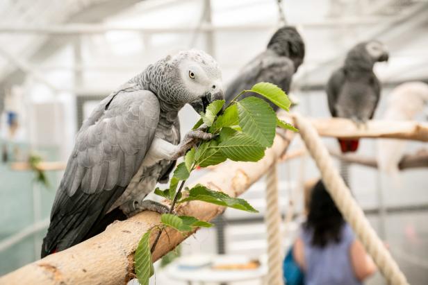 Ein Besuch im Papageien-Tierheim: Ein Käfig voller toller Narren