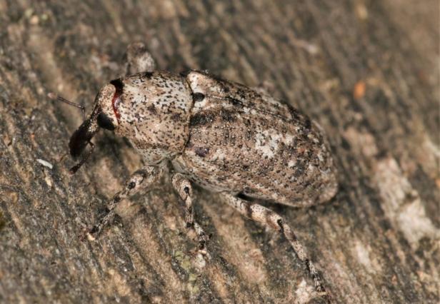 Neuer Käfer: Bisher unbekannte Spezies im Burgenland entdeckt