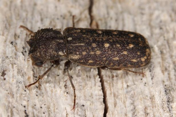 Neuer Käfer: Bisher unbekannte Spezies im Burgenland entdeckt