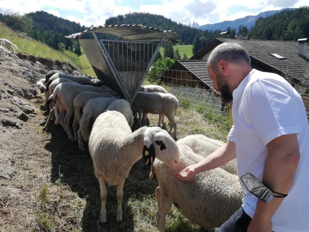 Ein Mann füttert eine Herde Schafe auf einer Weide.