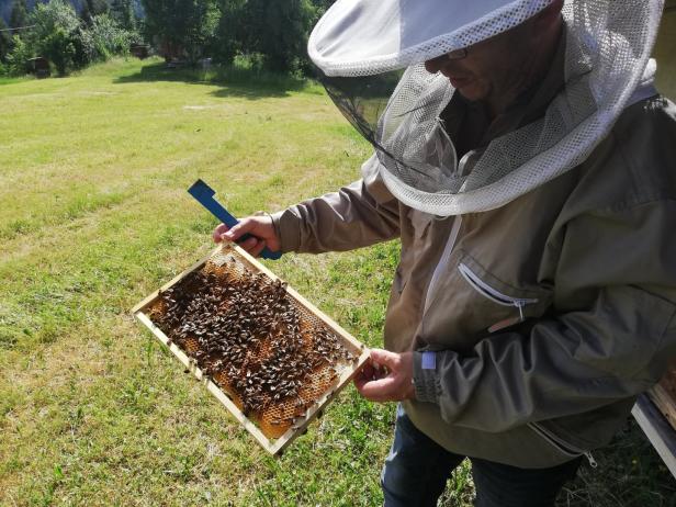 Ein Imker inspiziert eine Bienenwabe auf einer grünen Wiese.