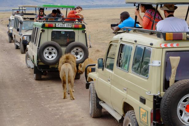 Der Ngorongoro Krater in Tansania: Buffet für die Löwen