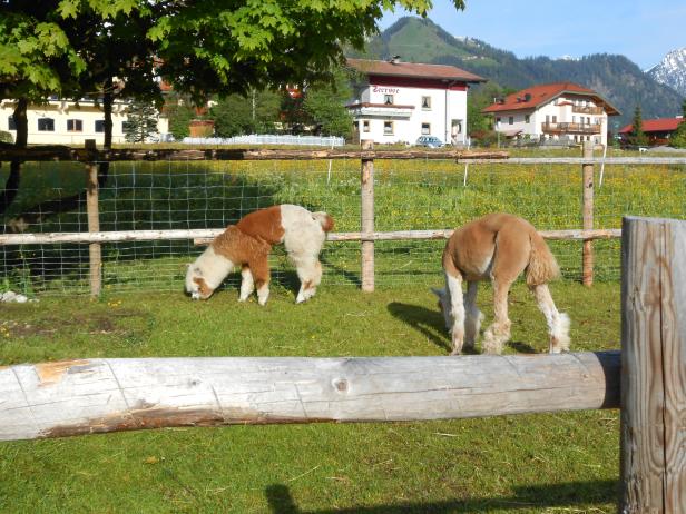 Zwei Alpakas grasen auf einer grünen Wiese vor einer ländlichen Kulisse.