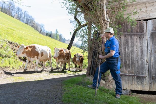Tirol Milch Bauern bekommen Zuwachs