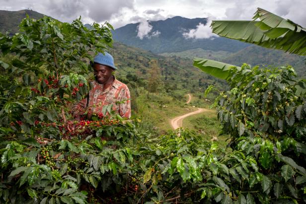 REVIVING ORIGINS: Wiederbelebung der Kaffeeregion Uganda