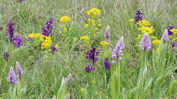 Orchideen in der Lobau