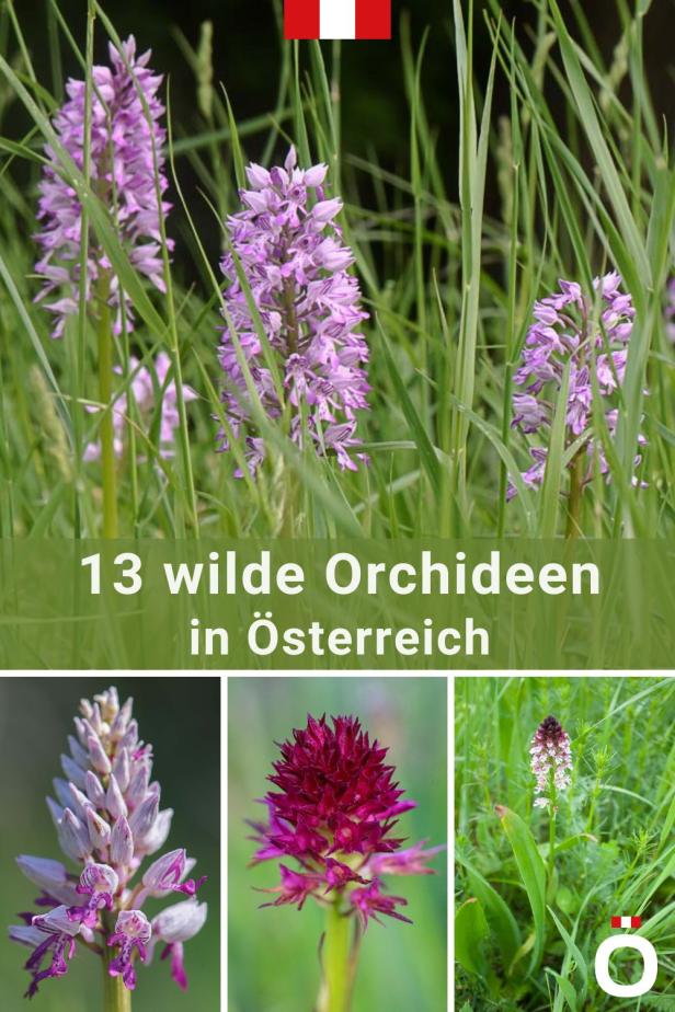 13 wilde, heimische Orchideen in Österreich