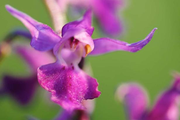 Wilde Orchidee