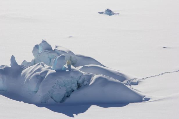 Überraschende Entdeckung: Einige Eisbären benötigen kein Meereis