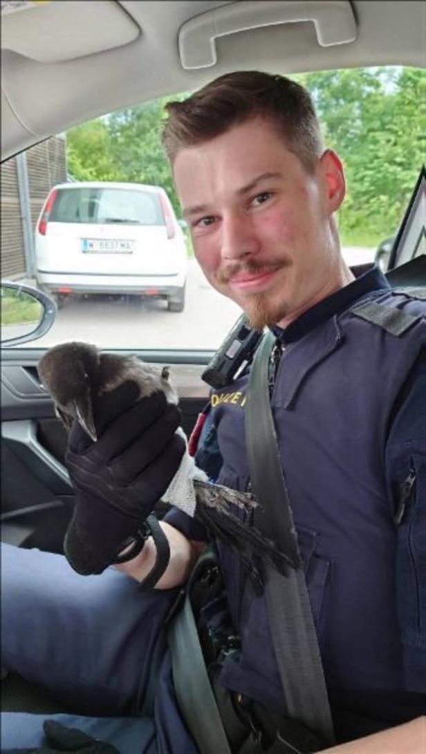 Tierliebe: Polizistin rettet verletzte Nebelkrähe am Währinger Gürtel