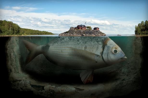 Ein großer Fisch schwimmt unter Wasser vor einer kleinen Insel mit roten Häusern.