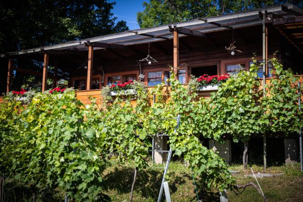 Ein hölzernes Haus mit Weinreben im Vordergrund und roten Blumenkästen an den Fenstern.