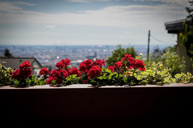 Rote Geranien in einem Blumenkasten mit Blick auf eine Stadt im Hintergrund.