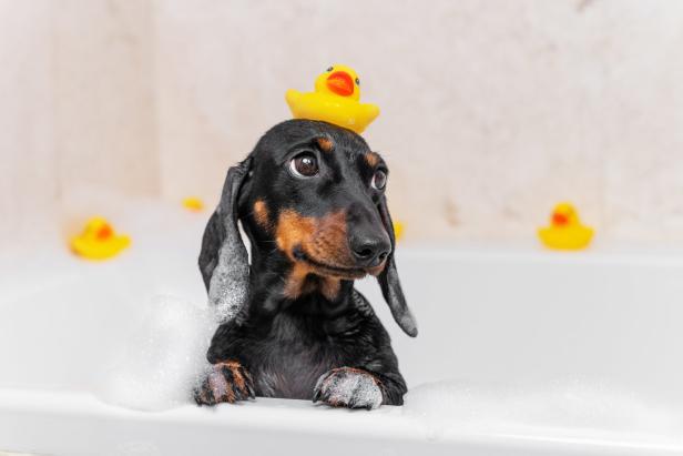 Ein Dackel sitzt in einer Badewanne mit Schaum und einer gelben Gummiente auf dem Kopf.