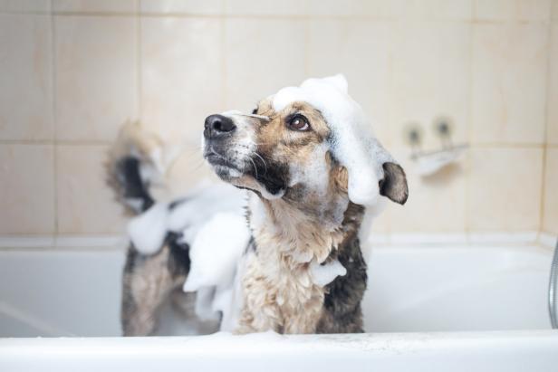 Ein Hund steht in einer Badewanne voller Schaum.