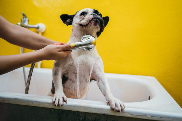 Ein Hund wird in einer Badewanne mit einem Duschkopf gewaschen.