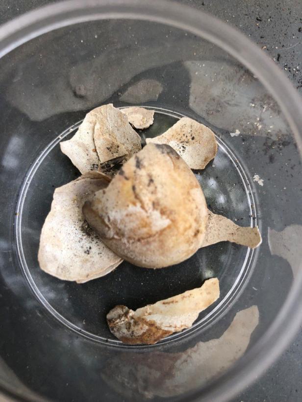 Überraschung in Pompeji: Schildkröte mit Ei bei Ausgrabungen entdeckt