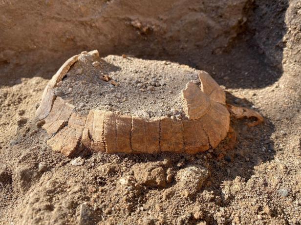 Überraschung in Pompeji: Schildkröte mit Ei bei Ausgrabungen entdeckt