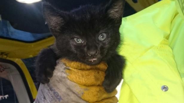 Ein kleines, schwarzes Kätzchen wird in der Hand gehalten.