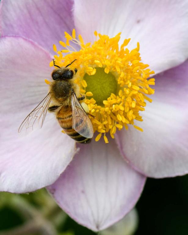 Insektenfreundlich geht auch auf Terrasse und Balkon