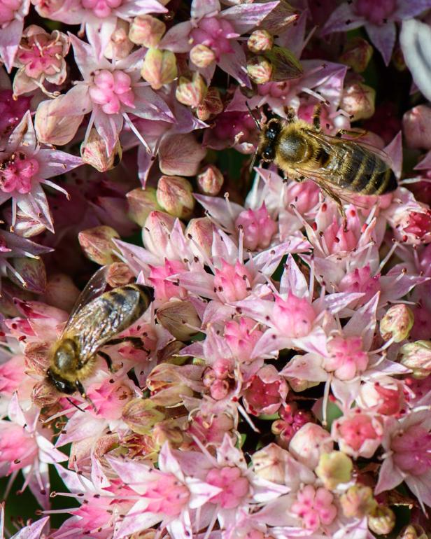 Insektenfreundlich geht auch auf Terrasse und Balkon