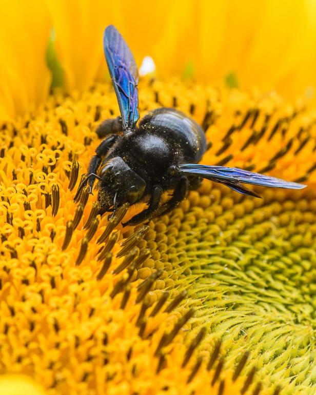 Insektenfreundlich geht auch auf Terrasse und Balkon